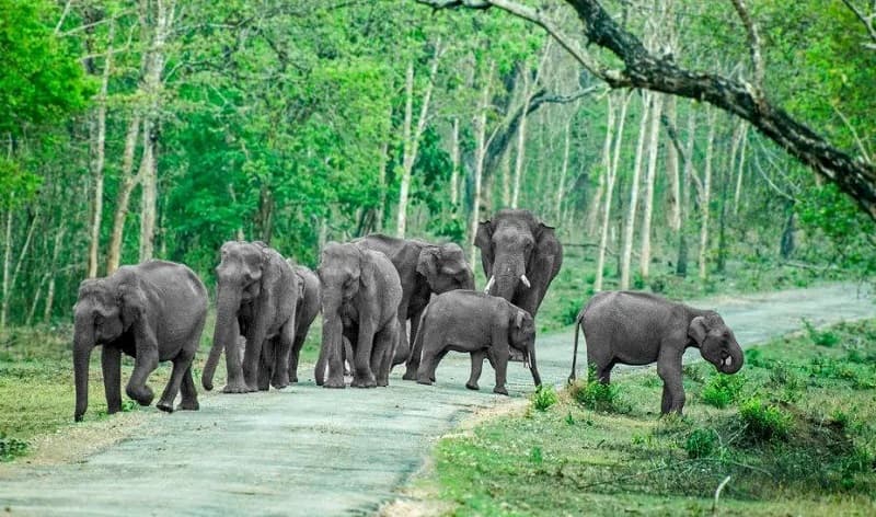 Assam Crisis Shows Why Rwanda's Conservation Model Matters